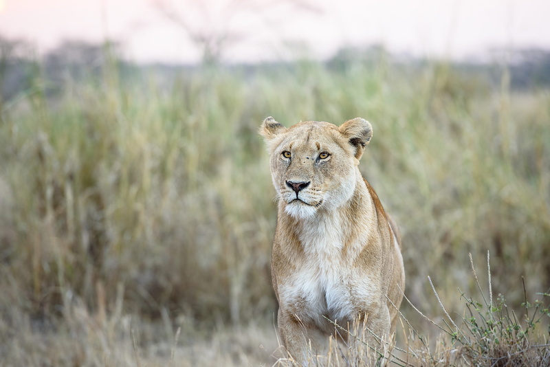 serengeti, nature, white, plant, animals in the wild, animal, one animal, safari, big five, portrait, feline, day, lioness, lion, shallow, cat, animal wildlife
