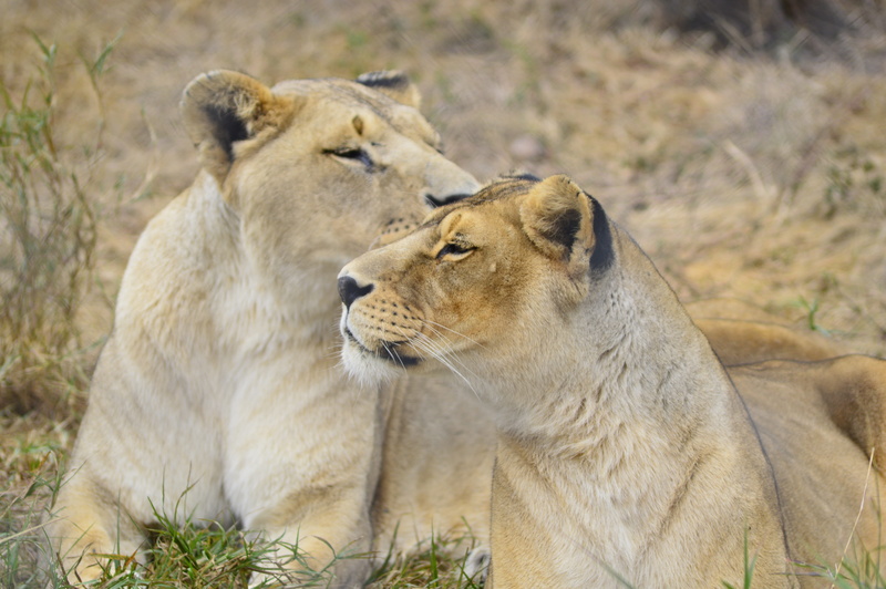 5K, feline, mammal, outdoors, lioness, undomesticated cat, cub, two animals, carnivore, nature, animals in the wild, young animal, female, predator, africa