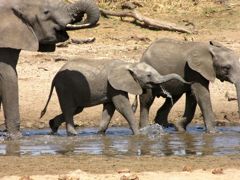 animal, african Elephant, 2K, Safari, mammal, wildlife Reserve, national Park, big five, animals And Pets, nature, animal wildlife, sunlight, safari Animals