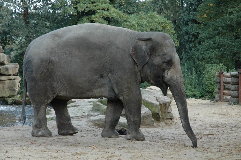 elephant, safari, trunk, 2K, zoo, animal themes, nature, day, animal, africa, outdoors, one animal, no people, plant, herbivorous, mammal, animal wildlife