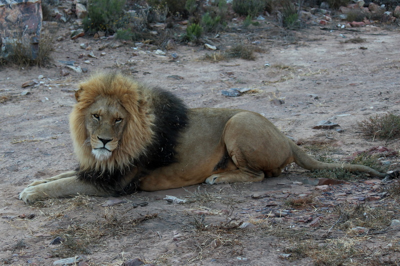 4K, zoo, nature, animal wildlife, relaxation, male animal, cat, predator, land, safari, carnivora, no people, day, mammals, lion - feline, field, big five