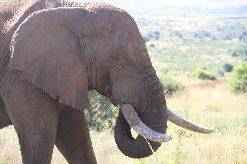 no people, elephant, animal wildlife, profile view, animal themes, african elephant, animal trunk, tusk, vertebrate, big-five, wildlife, side view, animals in the wild