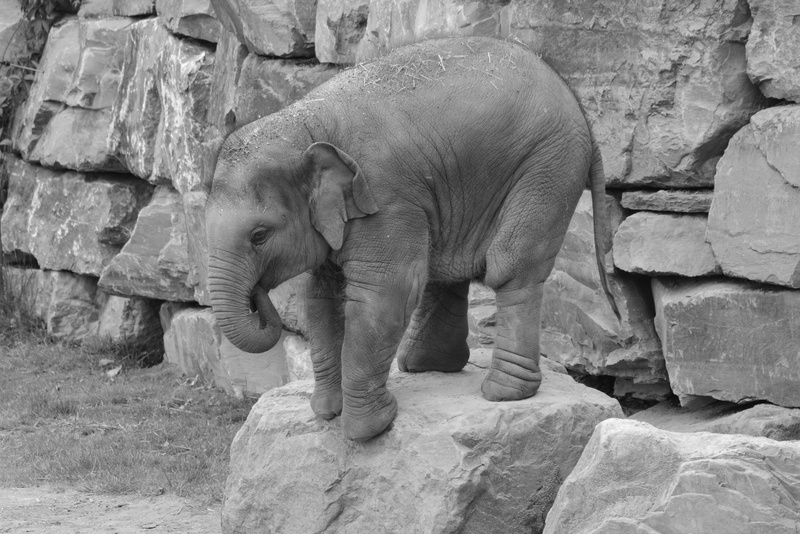 herbivorous, elephant, animal wildlife, zoo, animal trunk, wall - building feature, solid, wall, stone wall, animal, no people, 5K, day, stone, grey, animal themes