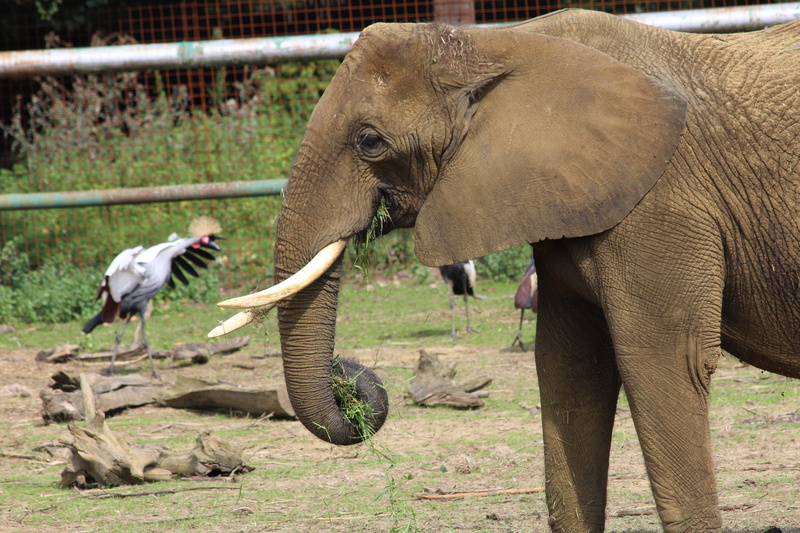 animals in the wild, day, mammal, outdoors, no people, side view, domestic animals, vertebrate, 5K, animal, nature, animal trunk, elephant, animal body part