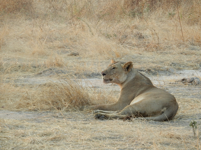 sitting, national Park, wild animals, female animal, feline, lion - Feline, carnivore, animal themes, day, animal, animals, Savannah, no people, east Africa