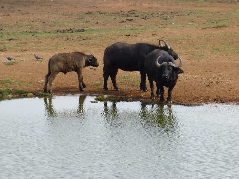 buffalo, watering hole, group of animals, africa, herbivorous, safari, Steppe, full length, animal wildlife, animal themes, wilderness, South Africa, lake