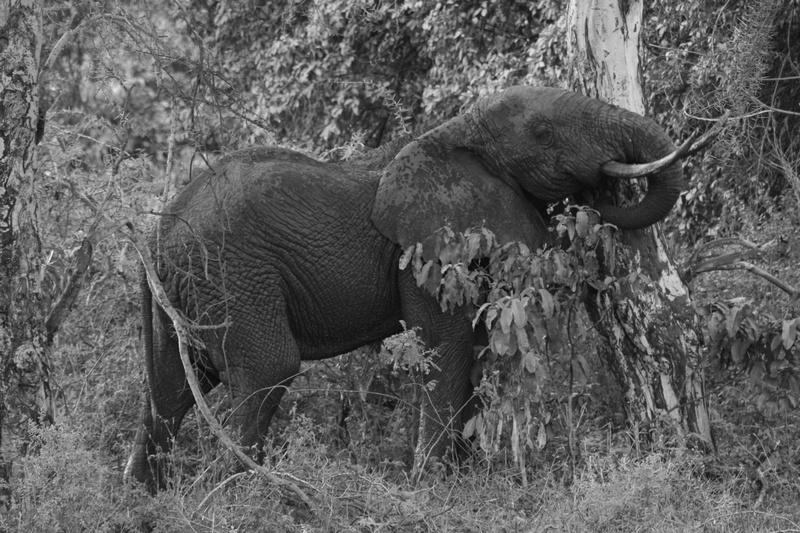 plant, nature, outdoors, wood, animal, group of animals, wilderness, animals in the wild, wildlife, elephant, endangered, fearless, animal trunk, strong