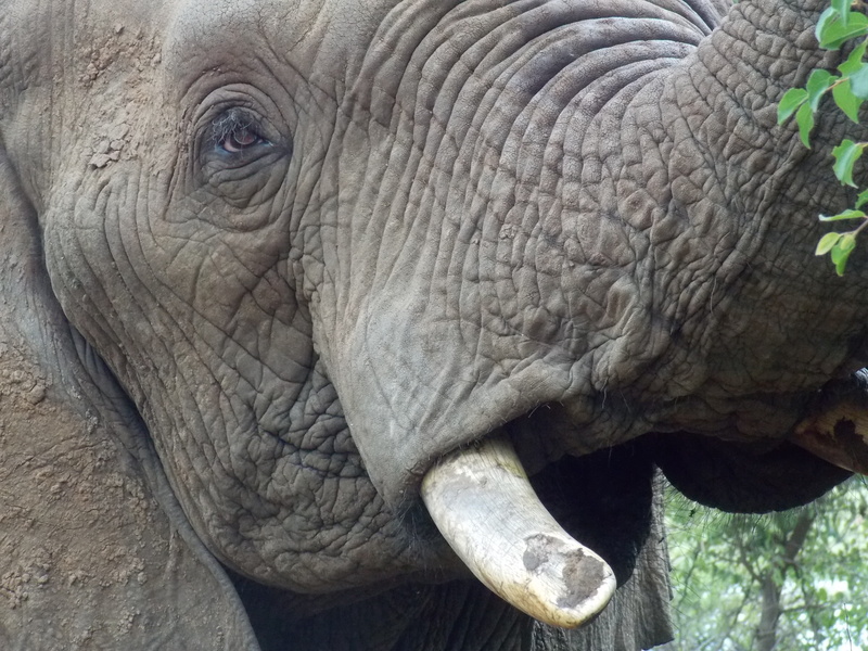 herbivorous, Elephant, Mammal, wild, Africana, tusk, wildlife, big, animals in the wild, animal themes, reserve, park, african elephant, day, animal body part