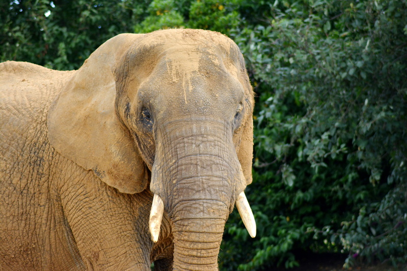 tree, large, trunk, nature, african elephant, elephantidae, herbivorous, animal head, safari animals, animal, brown, forest, safari, animal body part, animal wildlife