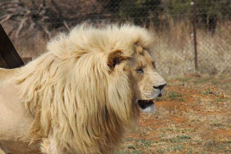 animals in the wild, predator world, vertebrate, one animal, pilanesberg national park, looking, animal head, mane, profile view, outdoors, feline, johannesburg