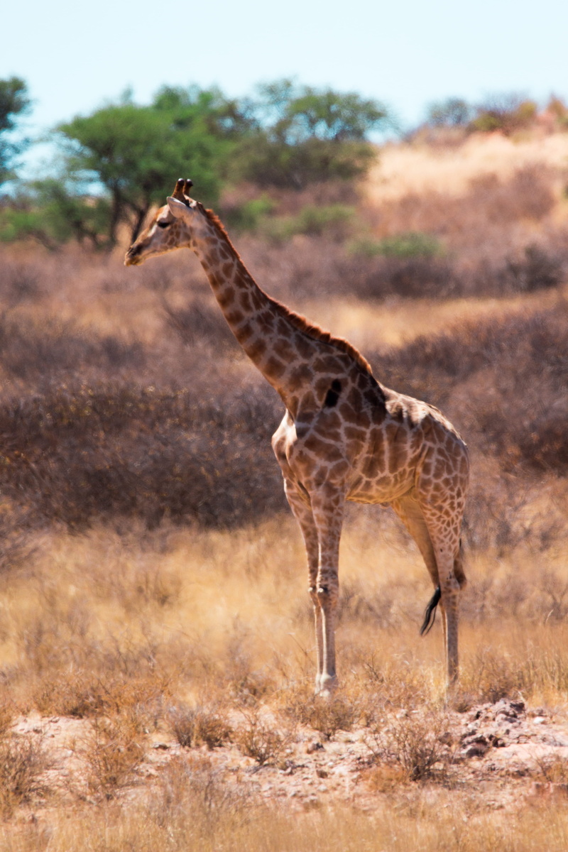 domestic animals, sky, animals in the wild, 5K, outdoors, nature, giraffe, shot, animal themes, unsplash, animal neck, animal, africa, outdoor, mammal