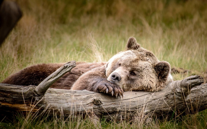 720P, day, grass, canada, cute, grizzly, brown Bear, recreation, outdoors, vertebrate, resting, animal wildlife, animals In The Wild, wildlife Reserve