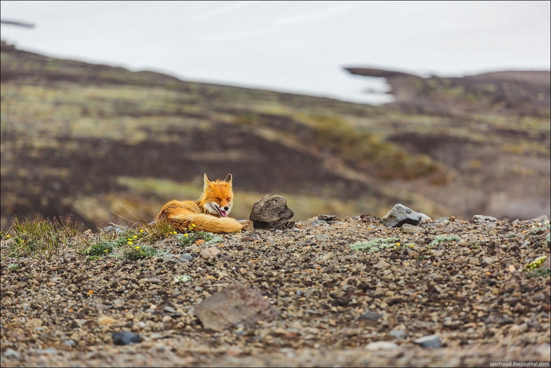 fox, domestic, land, domestic animals, outdoors, rodent, field, squirrel, day, animal, pets, nature, one animal, animal themes, animals, animals in the wild