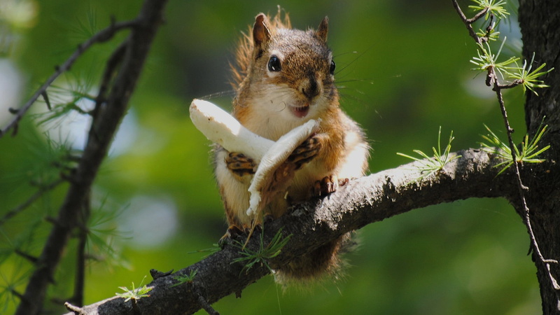 wild, day, fur, tree, wildlife, 1080P, sitting, animals, nature, one animal, outdoors, animal themes, low angle view, no people, close-up, squirrel, branch