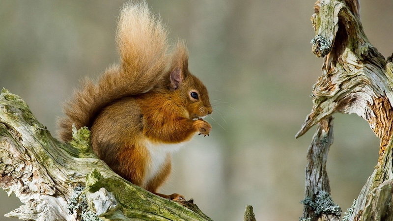 small, no people, animals in the wild, squirrel, vertebrate, tree squirrel, food, nature, forest, 1080P, plant, fox squirrel, tree, cute, eating, rabbit