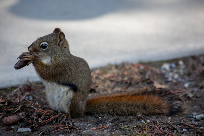 land, focus on foreground, animal themes, one animal, fox squirrel, hibernate, banff, vertebrate, mammal, tap, sweet, eat, no people, feed, cute, nature