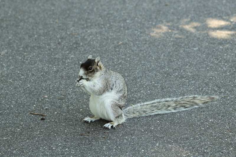 transportation, sitting, mammal, nature, day, animal themes, no people, vertebrate, road, fox squirrel, animals in the wild, rodent, 5K, looking, full length