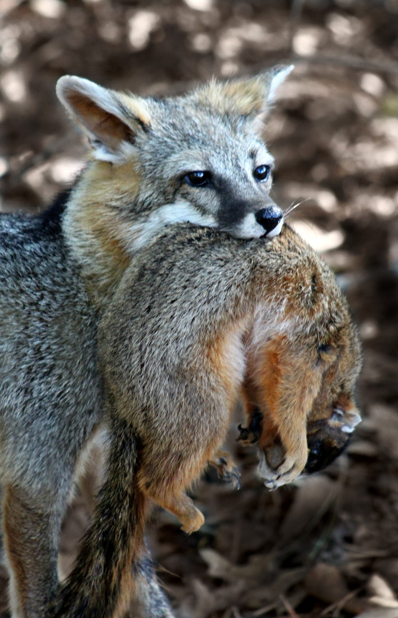 two animals, animals in the wild, animal wildlife, mammal, close-up, animal themes, brown, nature, animal, young animal, Animal, wildlife, wild, portrait