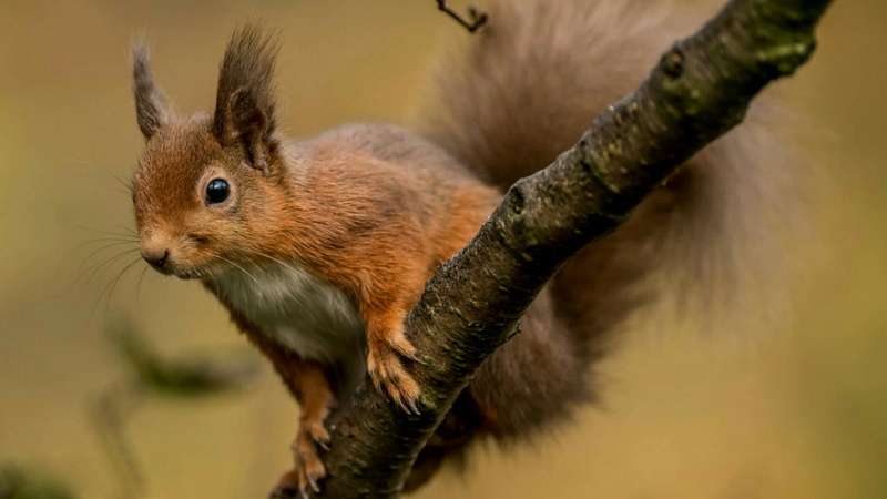 tree, whiskers, fauna, animal head, fox squirrel, animal wildlife, rodent, animals in the wild, outdoors, nature, one animal, looking, mammal, animal body part