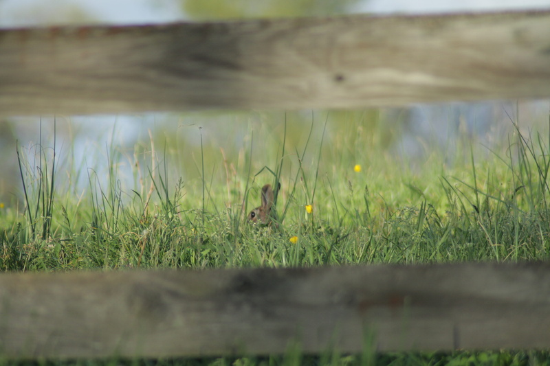 plant, hare, animal themes, one animal, no people, selective focus, country, rodent, field, day, spring, animal, kit fox, wild hare, mammal, squirrel, growth