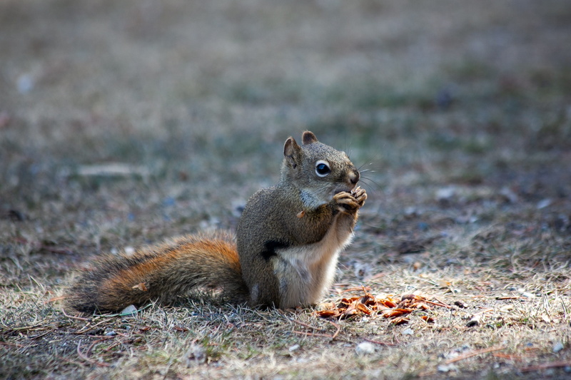 animal, animal wildlife, fox squirrel, natural condition, sweet, no people, land, winter, collect, profile view, hibernate, outdoors, nature, eat, chipmunk