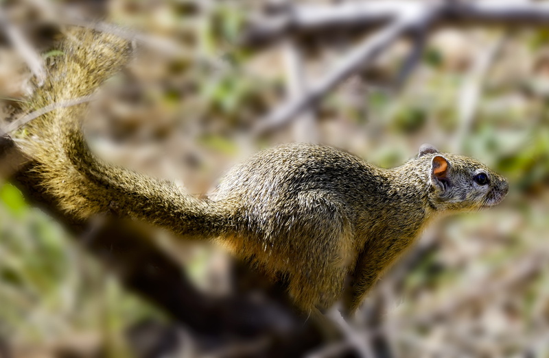 mammal, outdoors, fur, rodent, fox squirrel, focus on foreground, furry, animal wildlife, wood, land, selective focus, brown, no people, traveling, 4K