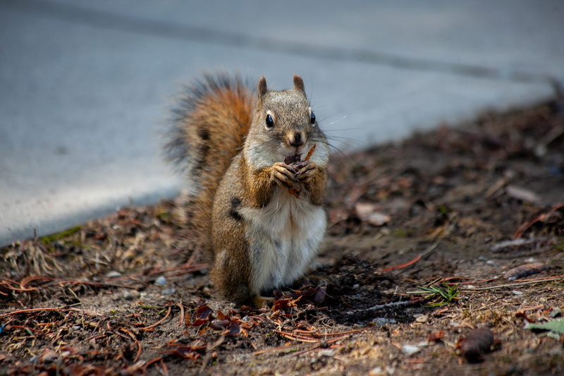 gnaw, feed, field, one animal, day, land, winter, no people, cute, spring, nature, focus on foreground, canada, animals in the wild, sweet, rodent, vertebrate