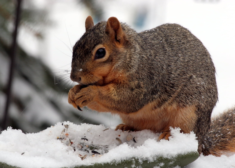 mammal, outdoors, animal, Photographer, winter, gray, wildlife, cute, explore, brown, Eastern Fox Squirrel, closeup photography, Dawn, snow, nature, Perfect