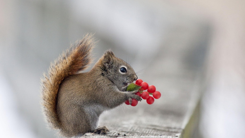 cute, animals, rodent, wildlife, wild, 1080P, mammal, animal, fox squirrel, park, outdoors, tree squirrel, squirrel, fur