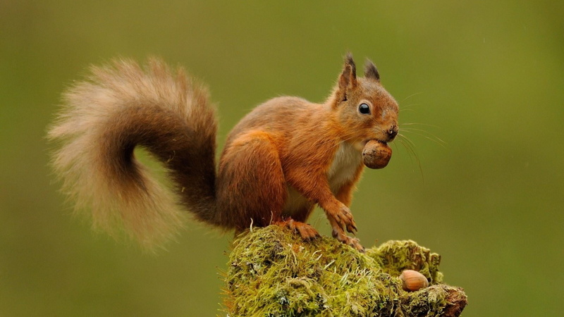 animal wildlife, nature, animal themes, forest, brown, animals in the wild, nut, vertebrate, rodent, squirrel, tree, animal, red squirrel, fauna, one animal