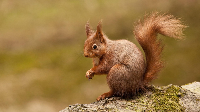 profile view, animals in the wild, hair, wildlife, nature, rodent, 1080P, no people, brown, squirrel, cute, mammal, fox squirrel, animal themes, vertebrate