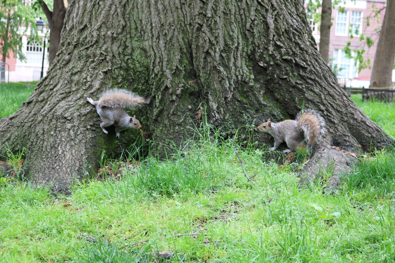 kit fox, trunk, zoo, koala, coyote, plant, tree, fern, grey fox, red wolf, two animals, young animal, tree trunk, nature, wolf, mammal, animal themes, animal family