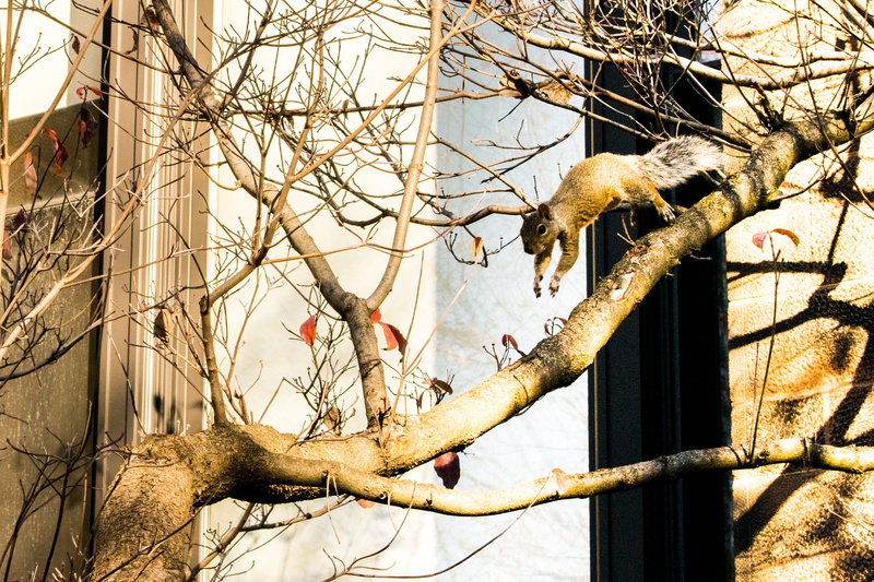 animal wildlife, bird, animal themes, bear, flicker bird, tree, branch, day, outdoors, animals, midair, woodpecker, 2K, perching, no people, usa, yale peabody museum