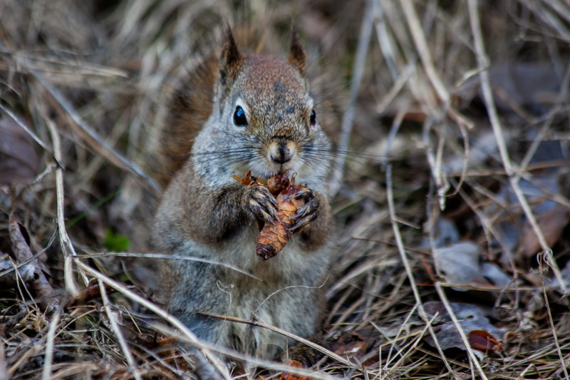 cute, sweet, vertebrate, outdoors, rodent, close-up, spring, whisker, fox squirrel, canada, hibernate, tap, animal themes, one animal, eating, day, field