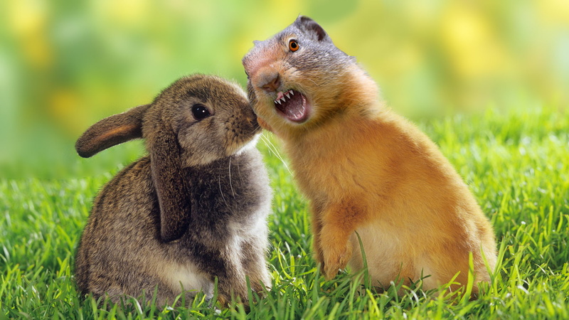mongoose, tree squirrel, fox squirrel, rodent, funny, mammal, 1080P, viverrine, marmot, squirrel