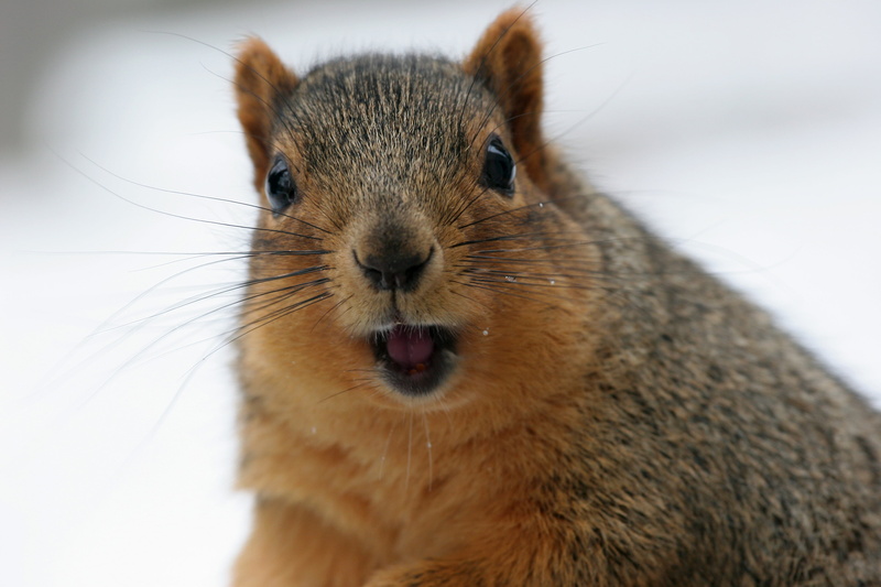 animal, wildlife, close-up, nature, Max, friends, brown, black and brown, 2K, black, rodent, Eastern Fox Squirrel, Happy New Year, mammal, squirrel, ear