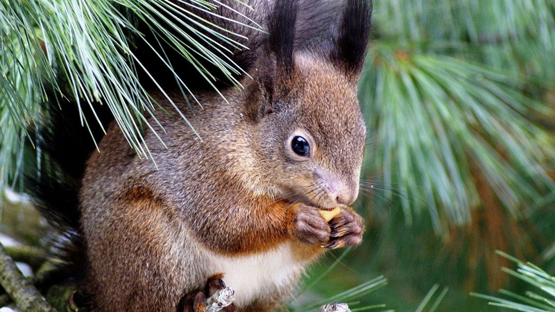 pet, animal wildlife, animals, portrait, animal eye, outdoors, wild, animal, bunny, vertebrate, domestic, hare, fox squirrel, rat, nature, plant, brown