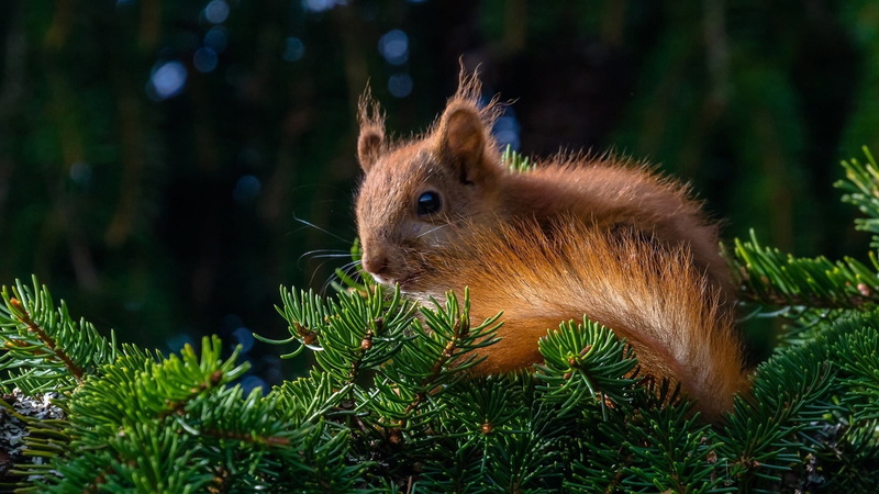 land, growth, fox squirrel, animal wildlife, wildlife, whiskers, animals in the wild, pine, squirrel, brown, focus on foreground, close-up, mammal, twig