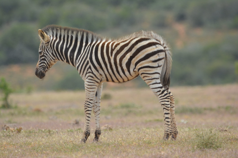 expressive, mammal, animal themes, zebra, grass, wild animal, animal wildlife, semi-arid, baby, domestic animals, nature, africa, animal, striped, no people