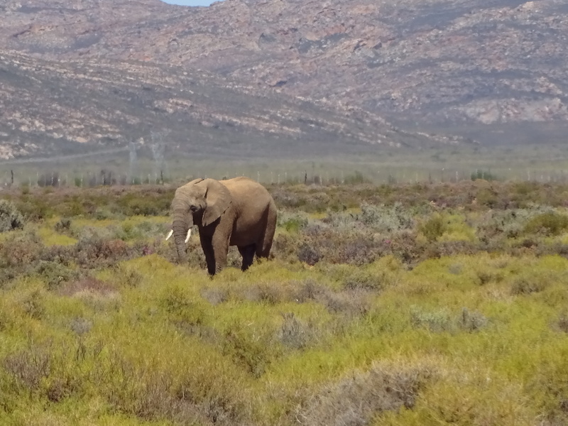 africa, national Park, walking, animal wildlife, 4K, landscape, vertebrate, wilderness Area, animals And Pets, kenya, one animal, african Elephant, herbivorous