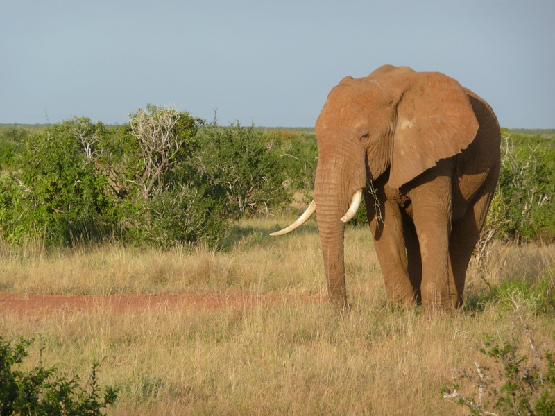 park, Kenya, plant, wildlife Reserve, african Elephant, herbivorous, large, landscape, national Park, nature, tree, wild, grass, African, animal wildlife