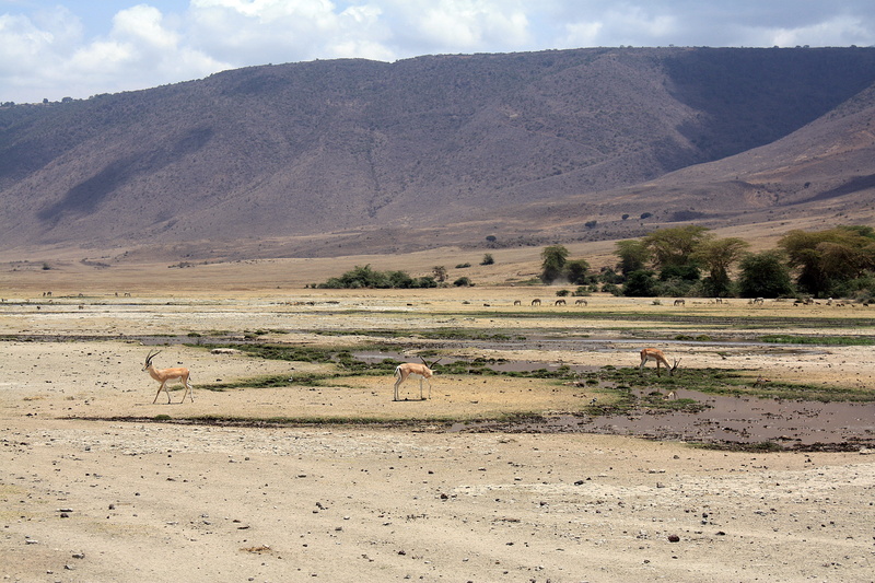 agriculture, herd, mountain range, independent Mongolia, scenics - nature, tranquility, safari Animals, sky, Tanzania, mountain, scenics, Safari, tranquil scene