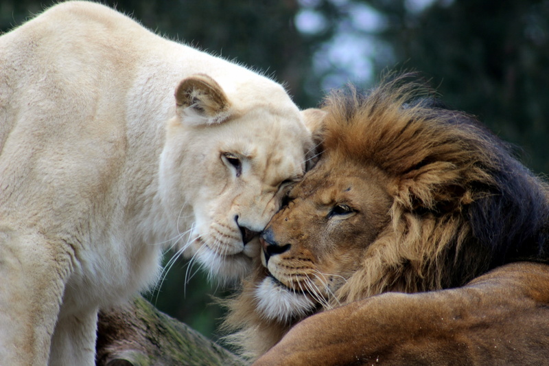 lioness, togetherness, photo, pair, creature, close-up, animal head, cat, white, care, feline, male, safari, animal family, lion, big cat, group of animals