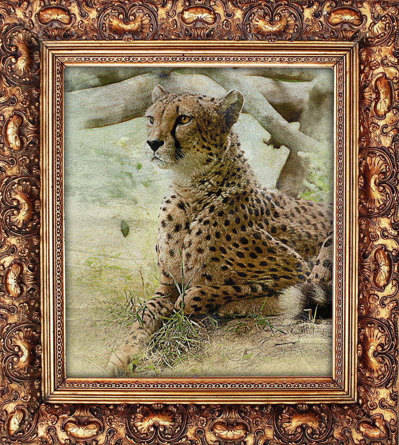 wooden frame, picture, ornate, pets, feline, 1080P, baguette, animal, the picture with the leopard, leopard, retro, vertebrate, jaguar, photo frame, day