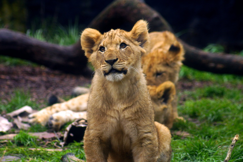 african  lion, outdoors, photo, woodland  park  zoo, selective, lion, animals In The Wild, focus, feline, lion - Feline, selective focus, big Cat, AFRICAN LION