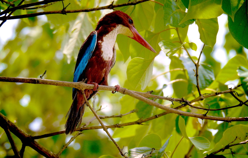 bird, outdoors, plant, environment, wildlife, perching, no people, walk, one animal, birds, zoo, animal wildlife, nature, rainforest, animal themes, vertebrate