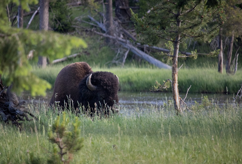 tree, grass, yellowstone, sheep, america, mammal, 5K, cow, bull, bison, strong, land, plant, buffalo, animal, lounging, horn, group of animals, day, wildlife