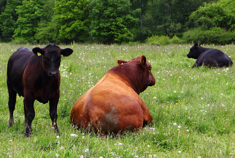 animal, summer, grass, black, bull, Fat, bovine, pasture, outdoors, Big Boned, cow, sweden, cows, agriculture, photography, cattle, västerås, farm, black and brown