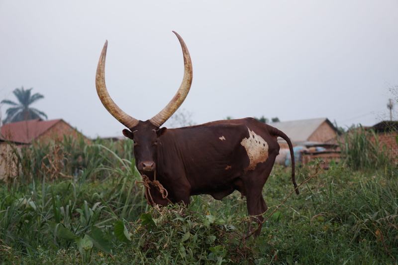 grass, mammal, outdoors, livestock, beef, animal, animal themes, animal wildlife, horned, land, no people, farm, standing, vertebrate, cattle, animals in the wild