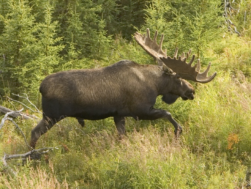 animal, bull, animals in the wild, wild, herbivore, vertebrate, animal wildlife, bull - animal, grass, big, field, antler, one animal, day, animal themes